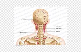 Many structures have a number of names as well. Artery Head And Neck Anatomy Pelvis 360 Degrees Hand Head Anatomy Png Pngwing