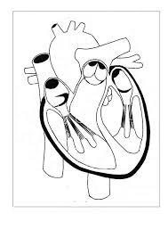 The eye is protected by the bones of your skull and six muscles. Human Eye Coloring Pages Free Coloring Library