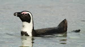 E-Newsletter 2021 - BirdLife South Africa