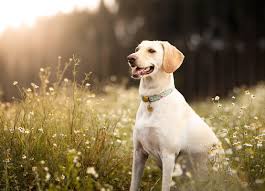 4 Ways To Protect Your Dog From Tick Bites