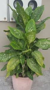 Dieffenbachia Seguine Jacq Schott Plants Of The World Online Kew Science In 2020 Plants Missouri Botanical Garden Planting Flowers