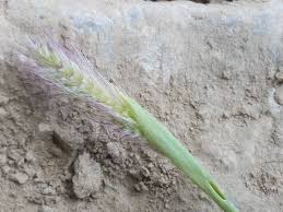 Image result for Tetrapogon