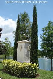 There is no known cure for canker disease. Italian Cypress Tree