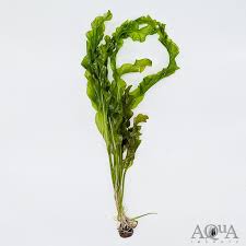 Image result for Aponogeton