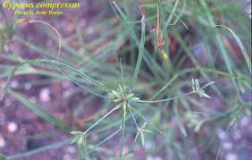 Image result for Cyperus sp.no.7