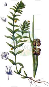 Image result for Potamogetonaceae