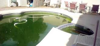 Au Secours Les Algues Ont Envahi Ma Piscine