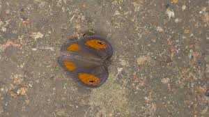 Image result for Kyphocarpa angustifolia