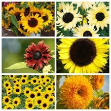 Jual bibit bunga matahari sunflower vanilla ice. Sunny Garden Biji 6 Varietas Bunga Matahari Hias Garden Seeds Market Bebas Biaya Kirim