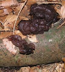 Its scientific name, however, is that of the exidia glandulosa. Exidia Glandulosa