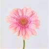 The simplicity of a daisy's bright blooms just makes you grin! 1
