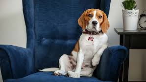 Maybe you would like to learn more about one of these? Depression In Dogs Symptoms Causes And Treatments