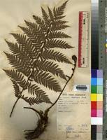 Image result for Cyathea manniana