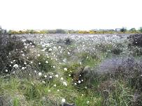 Portlethen Moss Meander