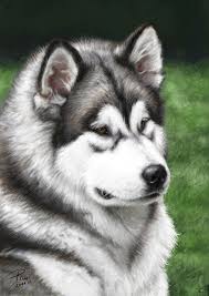 Mau tau apa saja perbedaannya? Malamute Portrait Digital Painting Alaskan Malamute Giant Alaskan Malamute Malamute Puppies
