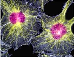 Maybe you would like to learn more about one of these? Pdf An Animal Cell Culture Advance Technology For Modern Research Semantic Scholar