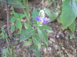 Image result for Rungia