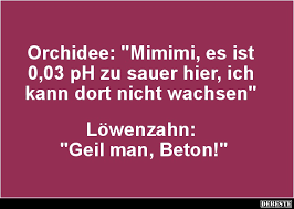 Orchidee Witze Und Spruche Debeste De