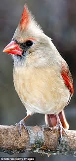 If you saw this bird with a red head at your backyard feeder, the options go way down. Half Male Half Female Northern Cardinal With Bizarre Split Plumage Spotted In Illinois Daily Mail Online