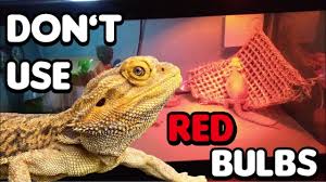 Just Got A Red Morph Beardie Today! : R/Beardeddragons