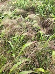 Image result for Panicum brevifolium