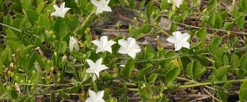 Image result for Jacquemontia