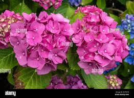 Image result for Hydrangea macrophylla bela obrázek