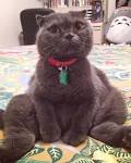 Scottish fold cat sitting.