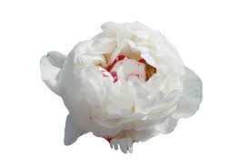 Data specific to peonies (edit). Paeonia Boule De Neige Peonies My Peony Society