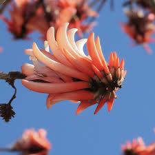 Image result for Erythrina lysistemon