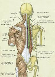 Muscles and ligaments attach to the spinous processes and lamina to control movement of the spine. Muscles Of The Neck And Torso Classic Human Anatomy In Motion The Artist S Guide To The Dynamics Of Figure Drawing