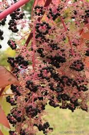 Image result for Dovyalis spinosissima