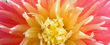 Jba will deliver your seed potatoes from the end of january onwards each season. Cactus Dahlia Dahlia Alfred Grille