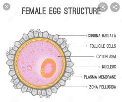 The cytoplasm is the outer and softer part, the substance of the body of the cell. Where Is The Cytoplasm Of The Egg Cell Brainly Ph