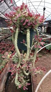Image result for Monadenium crenatum