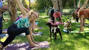 Yoga studio in tucson , az. New Local Weekly Goat Yoga Classes Will Make You Feel Like A Kid Again Tucson Life Tucson Com