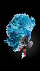 Betta Fish Wallpaper Iphone X Fish Wallpaper Iphone Betta Fish Fish Wallpaper