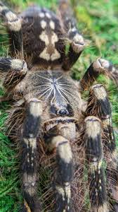 Image result for Centema subfusca