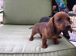 While standard dachshunds weigh between 16 and 32 pounds. Miniature Dachshund Puppies For Sale In Albuquerque New Mexico Classified Americanlisted Com