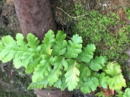 Image result for Asplenium adiantum-nigrum
