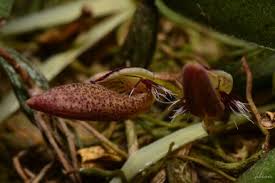 Image result for Bulbophyllum scaberulum