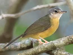 Image result for Swertia tetrandra