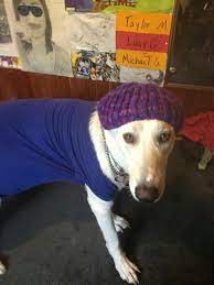 Look At My Ohsofab Dog Buddy Dogs Buddy Animals