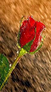 Find photos of red rose rain. Love In The Rain Amazing World Beautiful Amazing Red Roses Flowers Rain Drops