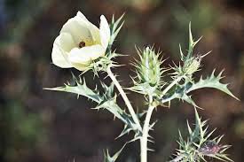 Image result for Argemone ochroleuca