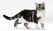 American Wirehair - Wikipedia