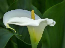 7 Plantas De Interior Con Flor Blanca Jardineria On