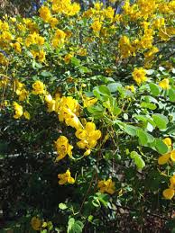 Image result for Senna bicapsularis