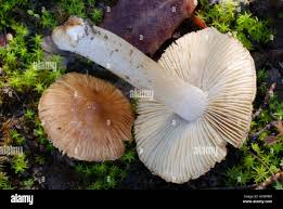 Image result for Inocybe sp.