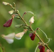 Image result for Tephrosia meisneri